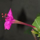 Best-Selling Caudex MIRABILIS JALAPA exotic fragrant bonsai rare plant flower seed 100 seeds Best-Selling Caudex MIRABILIS JALAPA exotic fragrant bonsai rare plant flower seed 100 seeds