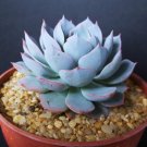 Best-Selling Echeveria Subsessilis BLUE rare succulent hen and chicks plant seed 50 SEEDS