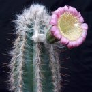 Premium Pilosocereus Palmeri exotic blue color columnar rare cacti cactus seed 100 SEEDS Premium Pilosocereus Palmeri exotic blue color columnar rare cacti cactus seed 100 SEEDS