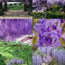 Exclusive WISTERIA FLORIBUNDA rare chinese vine flowering purple autumn tree seed 10 seeds Exclusive WISTERIA FLORIBUNDA rare chinese vine flowering purple autumn tree seed 10 seeds