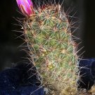New Arrival RARE MAMMILLARIA FUSCATA | exotic cacti pincushion cactus seed 20 SEEDS New Arrival RARE MAMMILLARIA FUSCATA | exotic cacti pincushion cactus seed 20 SEEDS