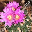 Premium RARE STENOCACTUS MULTICOSTATUM | exotic cactus cacti succulent seed 10 SEEDS Premium RARE STENOCACTUS MULTICOSTATUM | exotic cactus cacti succulent seed 10 SEEDS