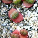 Best-Selling Pleiospilos Simulans, rare succulent mesembs rock living stones seed 20 SEEDS Best-Selling Pleiospilos Simulans, rare succulent mesembs rock living stones seed 20 SEEDS
