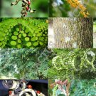 Best-Selling Adenanthera Pavonina exotic Red Sandalwood rare red bead wood saga tree 15 seeds