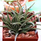 Premium ALOE BELLATULAmadagascar exotic rare color miniature succulentseed 50 SEEDS