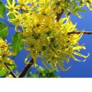 Top-Quality Ylang ylang flower Cananga odorata Channel#5 perfume Fragrant Tree 10 seeds