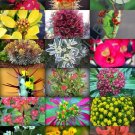 Best-Selling FLOWERING EUPHORBIA VARIETY MIX exotic succulent rare cacti plant seed 100 SEEDS Best-Selling FLOWERING EUPHORBIA VARIETY MIX exotic succulent rare cacti plant seed 100 SEEDS