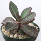Exclusive Kalanchoe humilis, rare succulent plant cactus cacti 4""