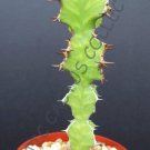 Best-Selling EUPHORBIA GRANDIALATA | exotic rare cactus cacti plant seed -5 SEEDS Best-Selling EUPHORBIA GRANDIALATA | exotic rare cactus cacti plant seed -5 SEEDS