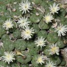 Limited Edition RARE CONOPHYTUM TRUNCATUM exotic cactus living stones mesemb cacti seed 15 SEEDS Limited Edition RARE CONOPHYTUM TRUNCATUM exotic cactus living stones mesemb cacti seed 15 SEEDS