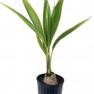 Premium Live Plant 12 Inch TALL plant tree Cocos Nucifera Ornamental fruit Florida Palm