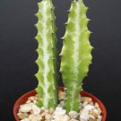 Exclusive EUPHORBIA LACTEA Dragon bone cactus Elkhorn plant succulent cacti candelabra 4"" Exclusive EUPHORBIA LACTEA Dragon bone cactus Elkhorn plant succulent cacti candelabra 4""