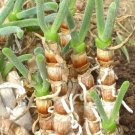 Top-Quality Monilaria Scutata, exotic mesembs rare succulent string of pears SEED --15 SEEDS Top-Quality Monilaria Scutata, exotic mesembs rare succulent string of pears SEED --15 SEEDS