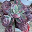 Best-Selling RARE Echeveria ""Baron Bold"" succulent exotic hen and chicks plant seed 50 SEEDS Best-Selling RARE Echeveria ""Baron Bold"" succulent exotic hen and chicks plant seed 50 SEEDS
