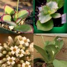 Best-Selling KALANCHOE SYNSEPALA rare walking exotic succulent cactus plant seed 100 seeds Best-Selling KALANCHOE SYNSEPALA rare walking exotic succulent cactus plant seed 100 seeds