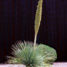 Exclusive Dasylirion Wheeleri, exotic succulent rare Spoon Yucca aloe agave seed 100 SEEDS