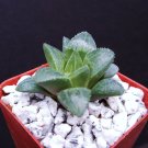 Limited Edition Haworthia retusa, rare exotic bonsai succulent plant cacti cactus cacti2"" Pot