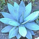 New Arrival Agave Titanota Blue, hardy exotic succulent aloe rare rose plant seed 100 SEEDS