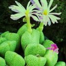 New Arrival Conophytum Ernianum rare mesemb exotic semi rock living stones seeds 100 SEEDS New Arrival Conophytum Ernianum rare mesemb exotic semi rock living stones seeds 100 SEEDS