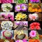 New Arrival FLOWERING MAMMILLARIA MIX, exotic cacti rare cactus plant seed 30 SEEDS New Arrival FLOWERING MAMMILLARIA MIX, exotic cacti rare cactus plant seed 30 SEEDS