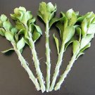 Best-Selling Pereskiopsis grafting stock pereskia cactus rare graft leaf cacti 20 cuttings 4"" Best-Selling Pereskiopsis grafting stock pereskia cactus rare graft leaf cacti 20 cuttings 4""