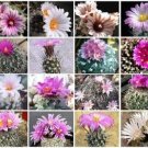Premium Turbinicarpus MIX cacti rare cactus seed aloe 100 SEEDS Premium Turbinicarpus MIX cacti rare cactus seed aloe 100 SEEDS