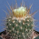 Limited Edition Stenocactus albatus | exotic cactus rare seed 10 SEEDS