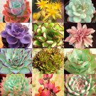 Best-Selling ECHEVERIA variety mix | rare plant exotic succulent seed flowering pot 20 seeds