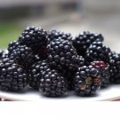 Premium Blackberry Seeds Non-GMO ORGANIC exotic tree berries edible berry seed 50 SEEDS Premium Blackberry Seeds Non-GMO ORGANIC exotic tree berries edible berry seed 50 SEEDS