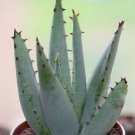 Exclusive JACKAL'S TAIL ALOE CLAVIFLORA exotic succulent rare agave plant seed 10 SEEDS Exclusive JACKAL'S TAIL ALOE CLAVIFLORA exotic succulent rare agave plant seed 10 SEEDS