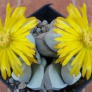 Limited Edition LAPIDARIA MARGARETAE SH 558, living stones rare mesembs succulent seed 100 SEEDS Limited Edition LAPIDARIA MARGARETAE SH 558, living stones rare mesembs succulent seed 100 SEEDS