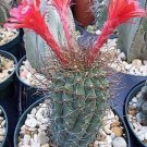 Premium Matucana pujupatii, red flower exotic flowering cacti rare cactus seed 50 SEEDS Premium Matucana pujupatii, red flower exotic flowering cacti rare cactus seed 50 SEEDS
