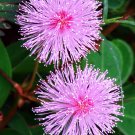 Limited Edition Mimosa pudica Sensitive plant sleepy bush rare bonsai powder puff seed 100 seeds