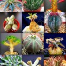 Top-Quality RARE EUPHORBIA VARIETY MIX exotic succulent rare cactus plant seed 10 SEEDS Top-Quality RARE EUPHORBIA VARIETY MIX exotic succulent rare cactus plant seed 10 SEEDS