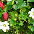 Best-Selling Coccinia Grandis ivy gourd tindora kowai fruit tropical vine fresh seed 10 seeds Best-Selling Coccinia Grandis ivy gourd tindora kowai fruit tropical vine fresh seed 10 seeds