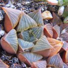 Premium HAWORTHIA MUTICA NIGRA exotic rare succulent bonsai cactus cacti aloe 5 seeds Premium HAWORTHIA MUTICA NIGRA exotic rare succulent bonsai cactus cacti aloe 5 seeds