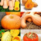 Best-Selling PUMPKIN MIX, squash vegetable organic fruit exotic edible garden seed 15 seeds Best-Selling PUMPKIN MIX, squash vegetable organic fruit exotic edible garden seed 15 seeds