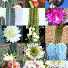 Limited Edition CEREUS CACTUS MIX rare garden night cacti exotic desert succulent seed 100 seeds Limited Edition CEREUS CACTUS MIX rare garden night cacti exotic desert succulent seed 100 seeds