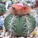 New Arrival Melocactus matanzanus | cacti rare cactus seed 50 SEEDS New Arrival Melocactus matanzanus | cacti rare cactus seed 50 SEEDS