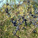 Top-Quality Forestiera segregata Florida privet swampprivet rare native berry seed 100 SEEDS Top-Quality Forestiera segregata Florida privet swampprivet rare native berry seed 100 SEEDS