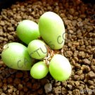 Best-Selling RARE CONOPHYTUM BRUNNEUM | mesemb exotic succulents seed living stones 15 SEEDS Best-Selling RARE CONOPHYTUM BRUNNEUM | mesemb exotic succulents seed living stones 15 SEEDS