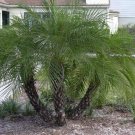 Top-Quality PHOENIX ROEBELENII,Pygmy Date Palm exotic rare palms semi plant seed 50 seeds