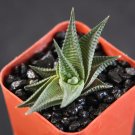 Limited Edition HAWORTHIA Limifolia, rare exotic succulent plant xeriscape cactus cacti aloe2"" Limited Edition HAWORTHIA Limifolia, rare exotic succulent plant xeriscape cactus cacti aloe2""