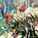 New Arrival RARE ALOE COMPTONII MITRIFORMIS exotic color succulent cactus red seed 100 SEEDS