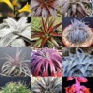 Exclusive RARE DYCKIA MIX | exotic succulent hetchia agave xeriscaping aloe seed 25 SEEDS Exclusive RARE DYCKIA MIX | exotic succulent hetchia agave xeriscaping aloe seed 25 SEEDS
