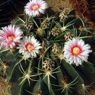 Best-Selling Ferocactus macrodiscus exotic flowering flower cacti rare cactus seed 20 SEEDS Best-Selling Ferocactus macrodiscus exotic flowering flower cacti rare cactus seed 20 SEEDS