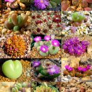 Exclusive COLOR GIBBAEUM MIX succulent cactus mixed living stones rock plant seed 15 SEEDS Exclusive COLOR GIBBAEUM MIX succulent cactus mixed living stones rock plant seed 15 SEEDS