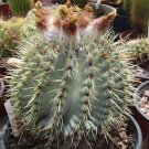 Limited Edition Notocactus buiningii parodia rare cactus cacti 20 SEEDS Limited Edition Notocactus buiningii parodia rare cactus cacti 20 SEEDS