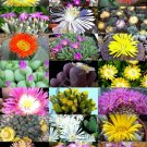 Premium FLOWERING MESEMBS MIX exotic succulent rocks living stones plant seed -15 SEEDS