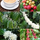 Top-Quality Coffea arabica, tropical coffee bean tree rare shrub exotic cafe seed 100 SEEDS Top-Quality Coffea arabica, tropical coffee bean tree rare shrub exotic cafe seed 100 SEEDS